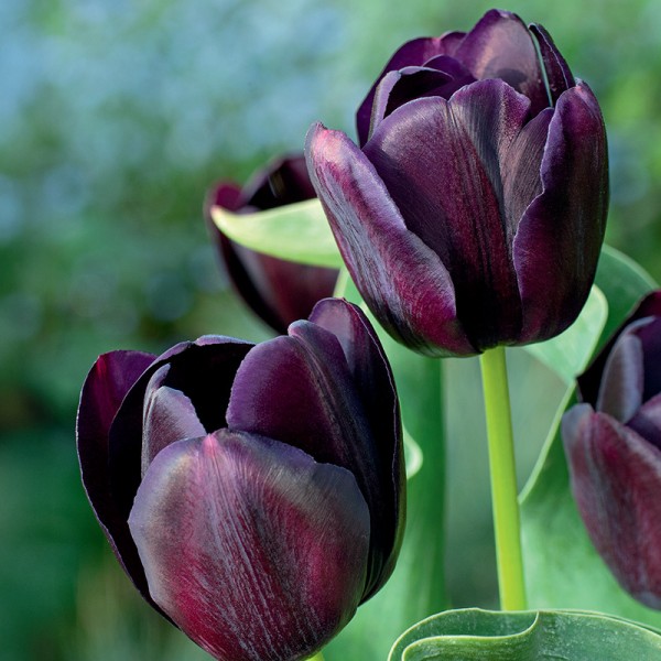 Tulipan Eduard Pelger Tulipan Eduard Pelger