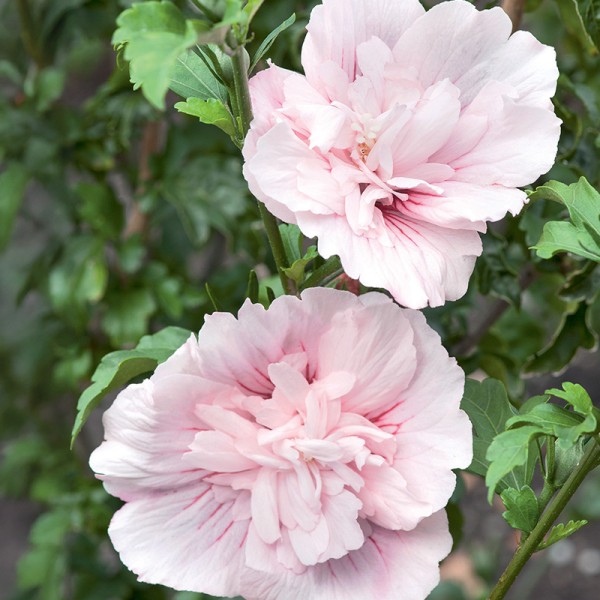 Hibiskus syryjski Pink Chiffon® Hibiskus syryjski Pink Chiffon®