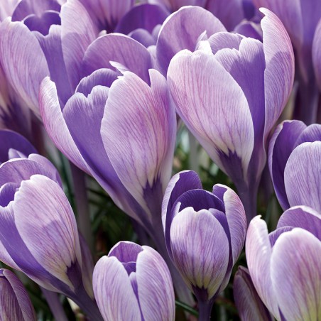 Krokus wielkokwiatowy Striped Bird®