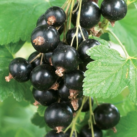 Porzeczka Ores