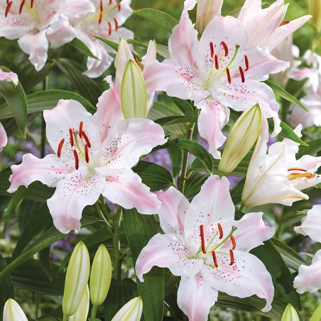 Lilia orientalna Virtuoso