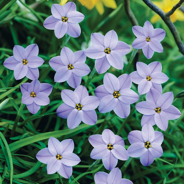 Ifeon Wisley Blue Ifeon Wisley Blue