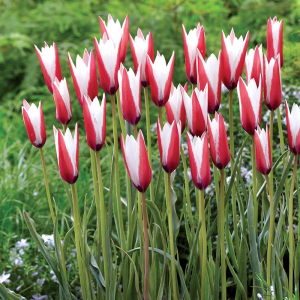 Tulipan botaniczny Lady Jane Tulipan botaniczny Lady Jane