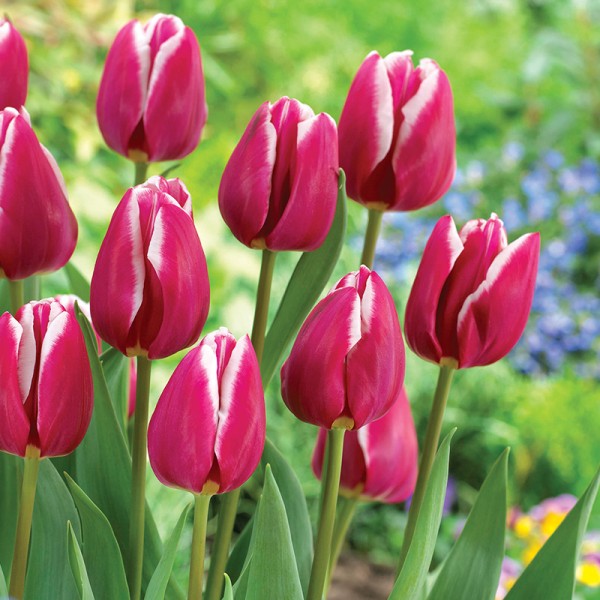 Tulipan Bolroyal Dream Tulipan Bolroyal Dream