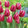 Tulipan Bolroyal Dream