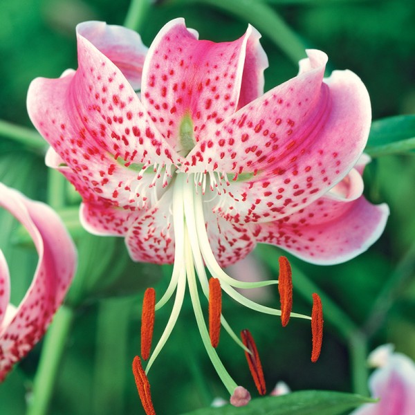 Lilia turbanowa Rubrum Uchida Lilia turbanowa Rubrum Uchida