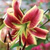 Lilia turbanowa Scheherazade