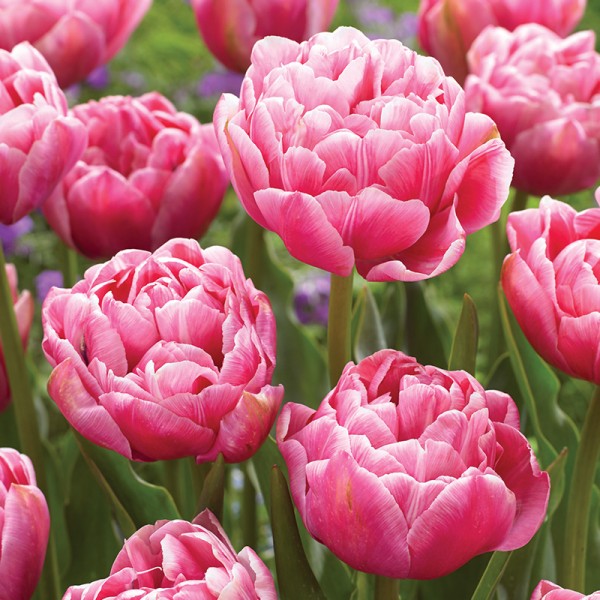 Tulipan pełny Aveyron Tulipan pełny Aveyron