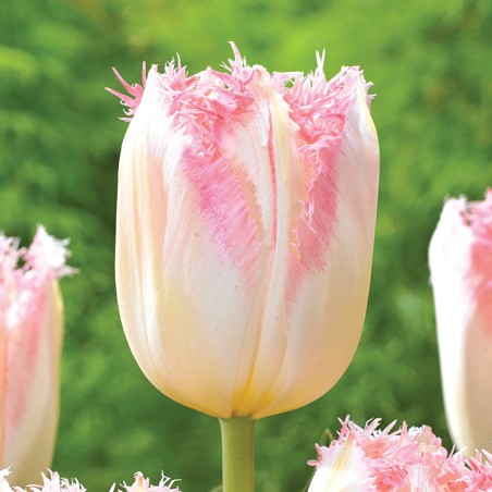 Tulipan strzępiasty Edinburgh