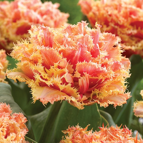 Tulipan pełny strzępiasty Brisbane Tulipan pełny strzępiasty Brisbane