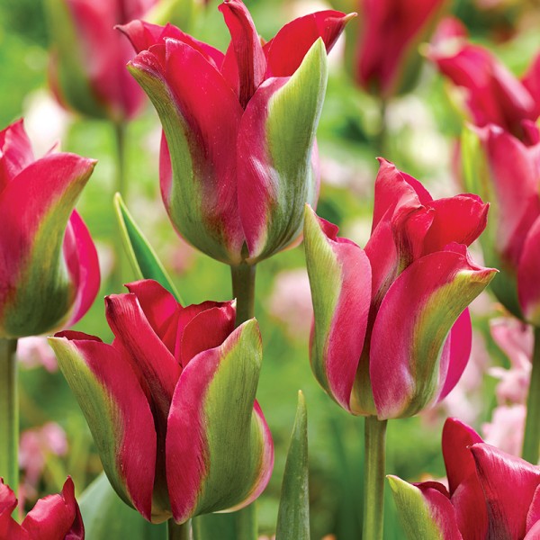 Tulipan viridiflora Green Love Tulipan viridiflora Green Love