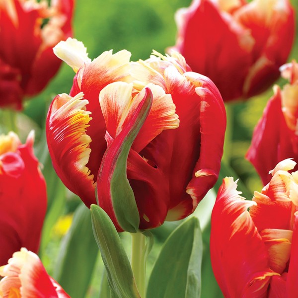 Tulipan papuzi Dee Jay Parrot Tulipan papuzi Dee Jay Parrot