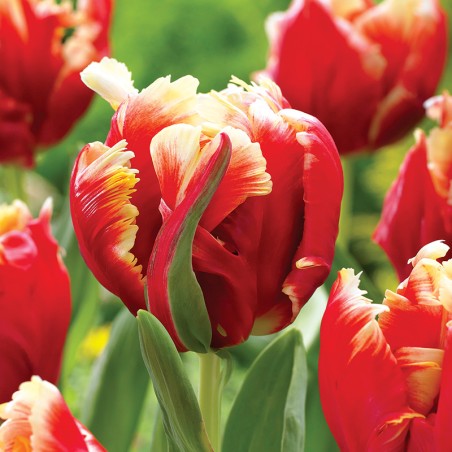 Tulipan papuzi Dee Jay Parrot