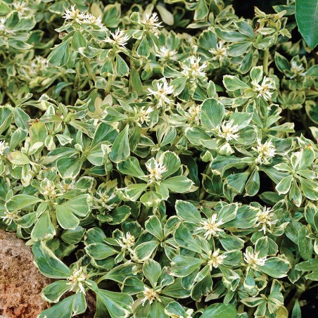 Runianka pstrolistna