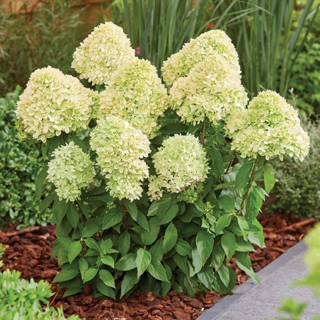 Hortensja bukietowa Bee Green PBR