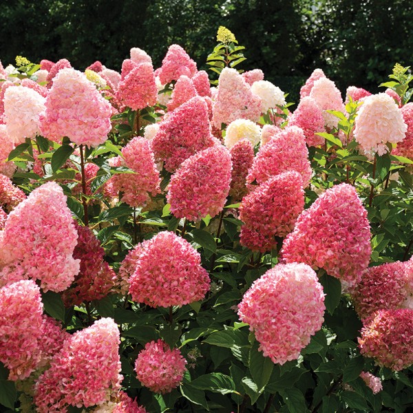 Hortensja bukietowa Living Pink & Rose® Hortensja bukietowa Living Pink & Rose®
