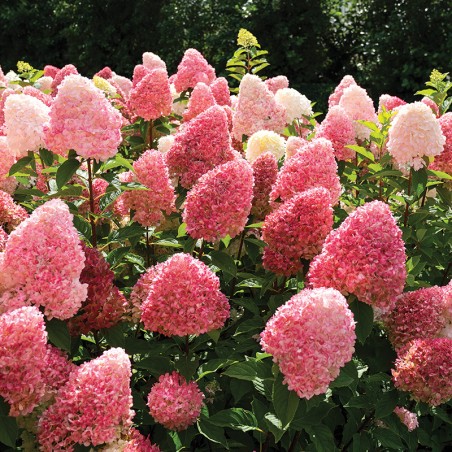 Hortensja bukietowa Living Pink & Rose®