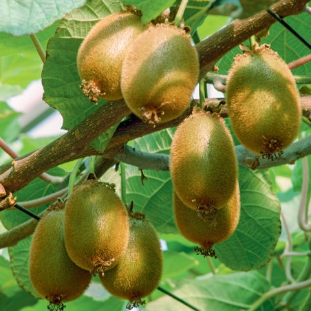 Minikiwi Zakarpacie