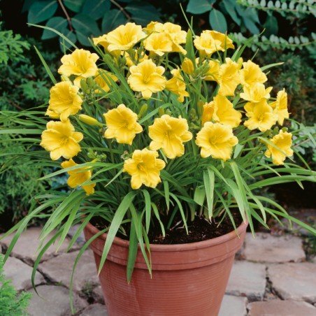 Liliowiec Stella de Oro
