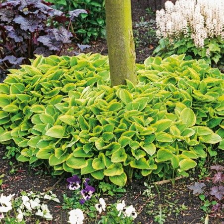 Hosta Golden Tiara