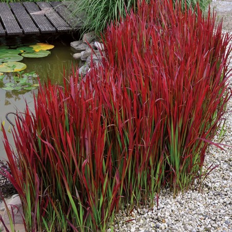 Imperata Red Baron