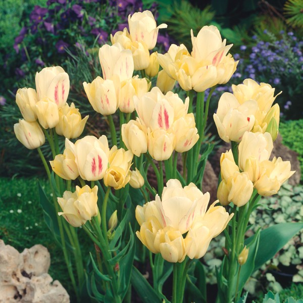 Tulipan wielokwiatowy Candy Club® Tulipan wielokwiatowy Candy Club®