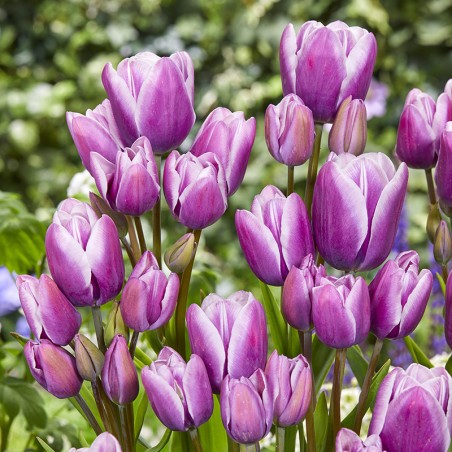 Tulipan wielokwiatowy Purple Elegance