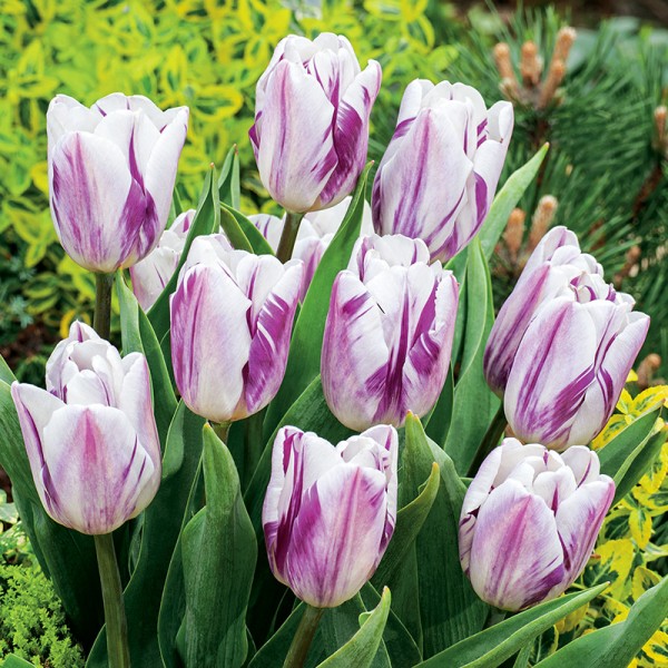 Tulipan Flaming Flag® Tulipan Flaming Flag®