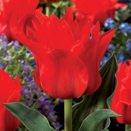 Tulipan pełny Red Riding Hood