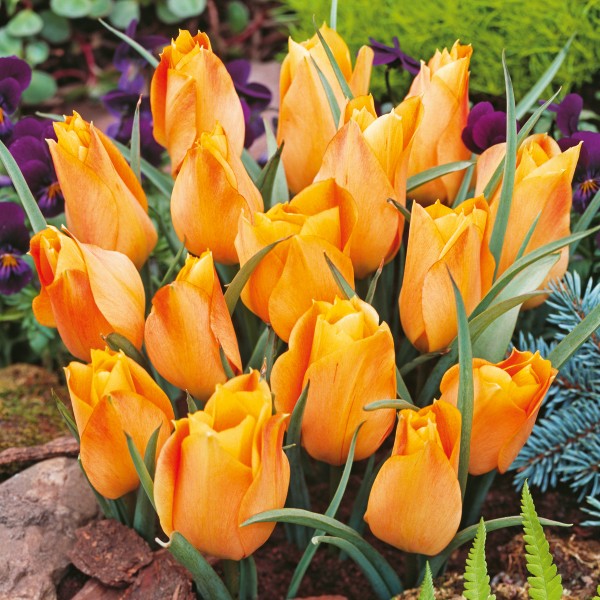 Tulipan botaniczny Batalinii Bronze Charm Tulipan botaniczny Batalinii Bronze Charm