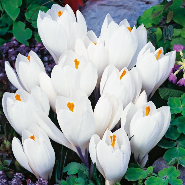 Krokus wiosenny Jeanne d'Arc Krokus wiosenny Jeanne d'Arc