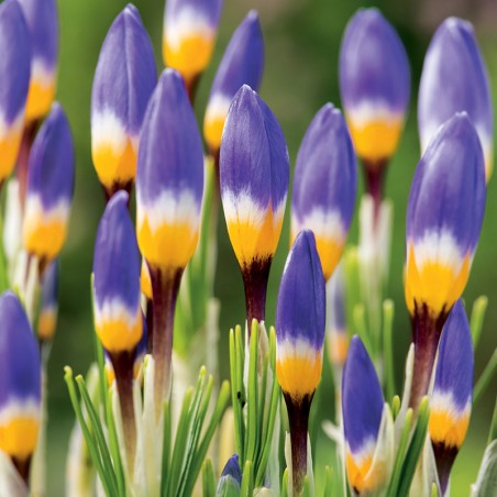 Krokus Siebera Tricolor