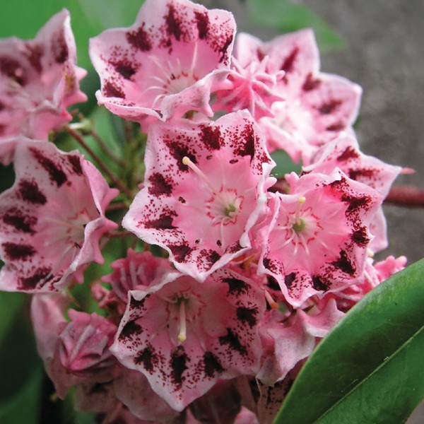 Kalmia Xanten Kalmia Xanten