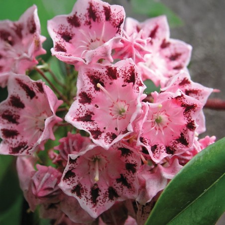 Kalmia Xanten
