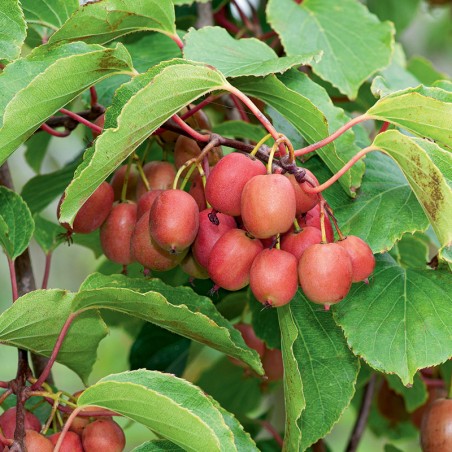 Kiwi Purpurna Sadowa
