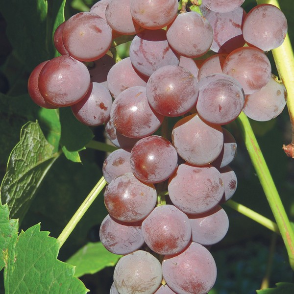 Winorośl bezpestkowa Einset Seedless Winorośl bezpestkowa Einset Seedless