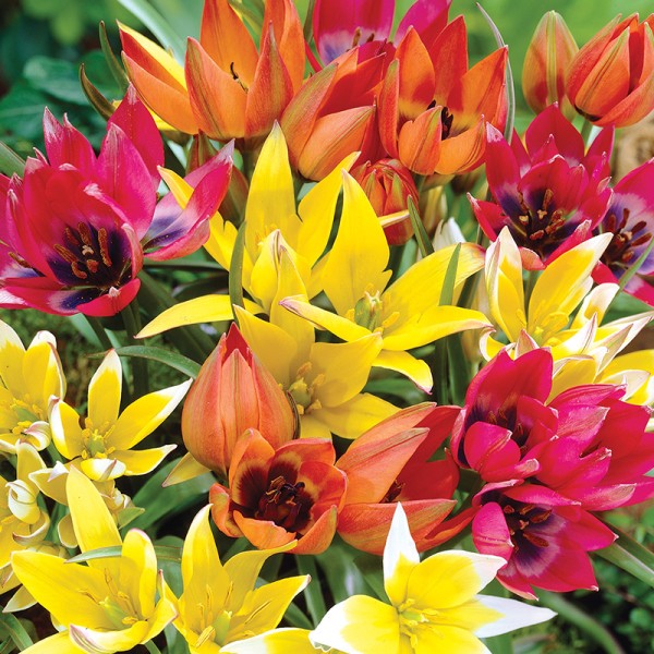 Mieszanka tulipanów botanicznych Mieszanka tulipanów botanicznych