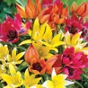 Mieszanka tulipanów botanicznych