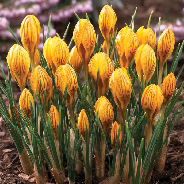 Krokus złocisty Fuscotinctus Krokus złocisty Fuscotinctus