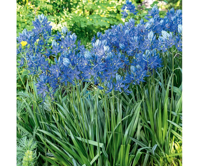 Kamasja jadalna Blue Melody - zdjęcie