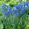 Kamasja jadalna Blue Melody