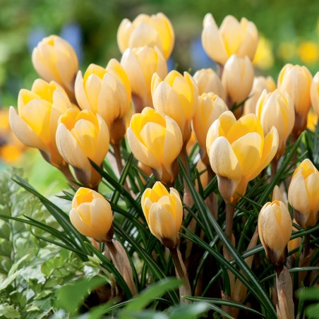 Krokus złocisty Romance