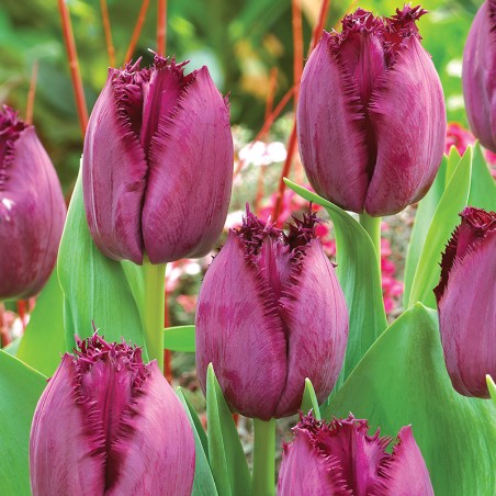 Tulipan strzępiasty Curly Sue