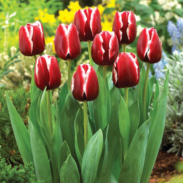 Tulipan Armani Tulipan Armani
