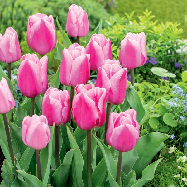 Tulipan Aafke Tulipan Aafke