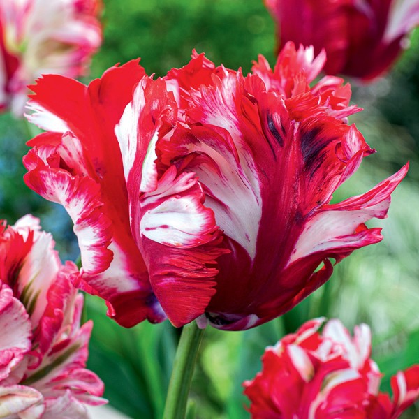 Tulipan papuzi Estella Rijnveld Tulipan papuzi Estella Rijnveld