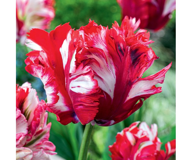 Tulipan papuzi Estella Rijnveld - zdjęcie