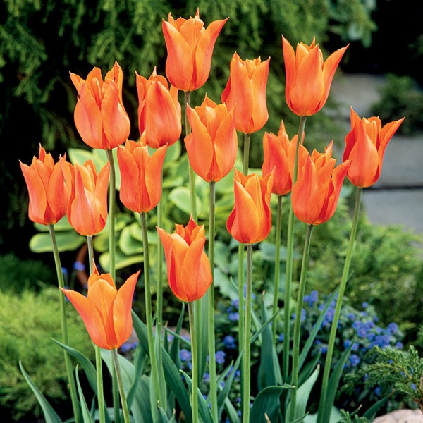 Tulipan liliokształtny Ballerina Tulipan liliokształtny Ballerina