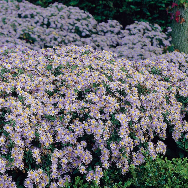Aster żeniszkowaty Adustus Nanus Aster żeniszkowaty Adustus Nanus