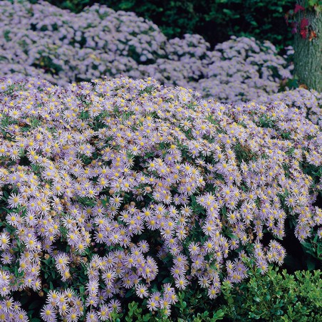 Aster żeniszkowaty Adustus Nanus